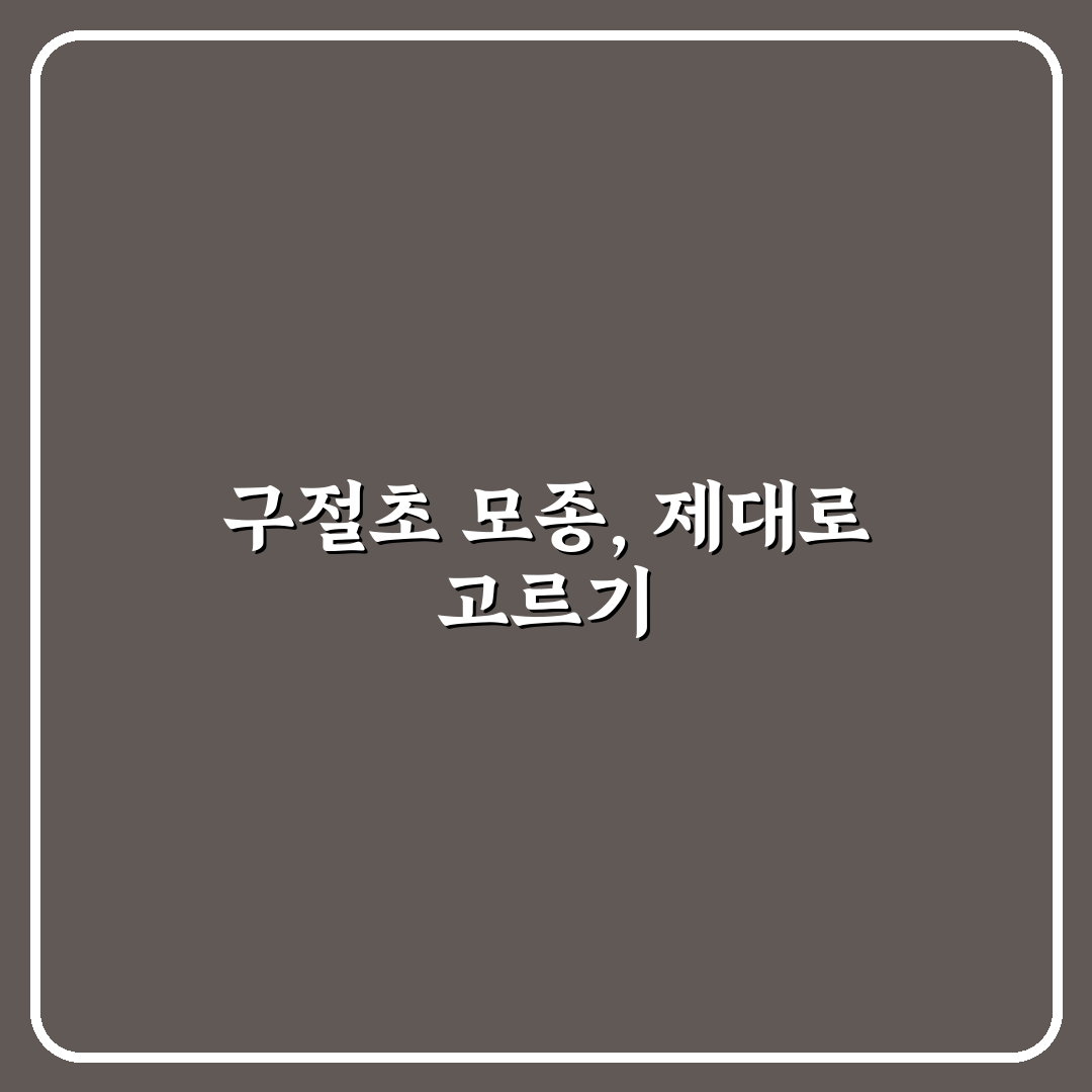 구절초 모종 심기와 키우는 법 꿀팁 알려드려요