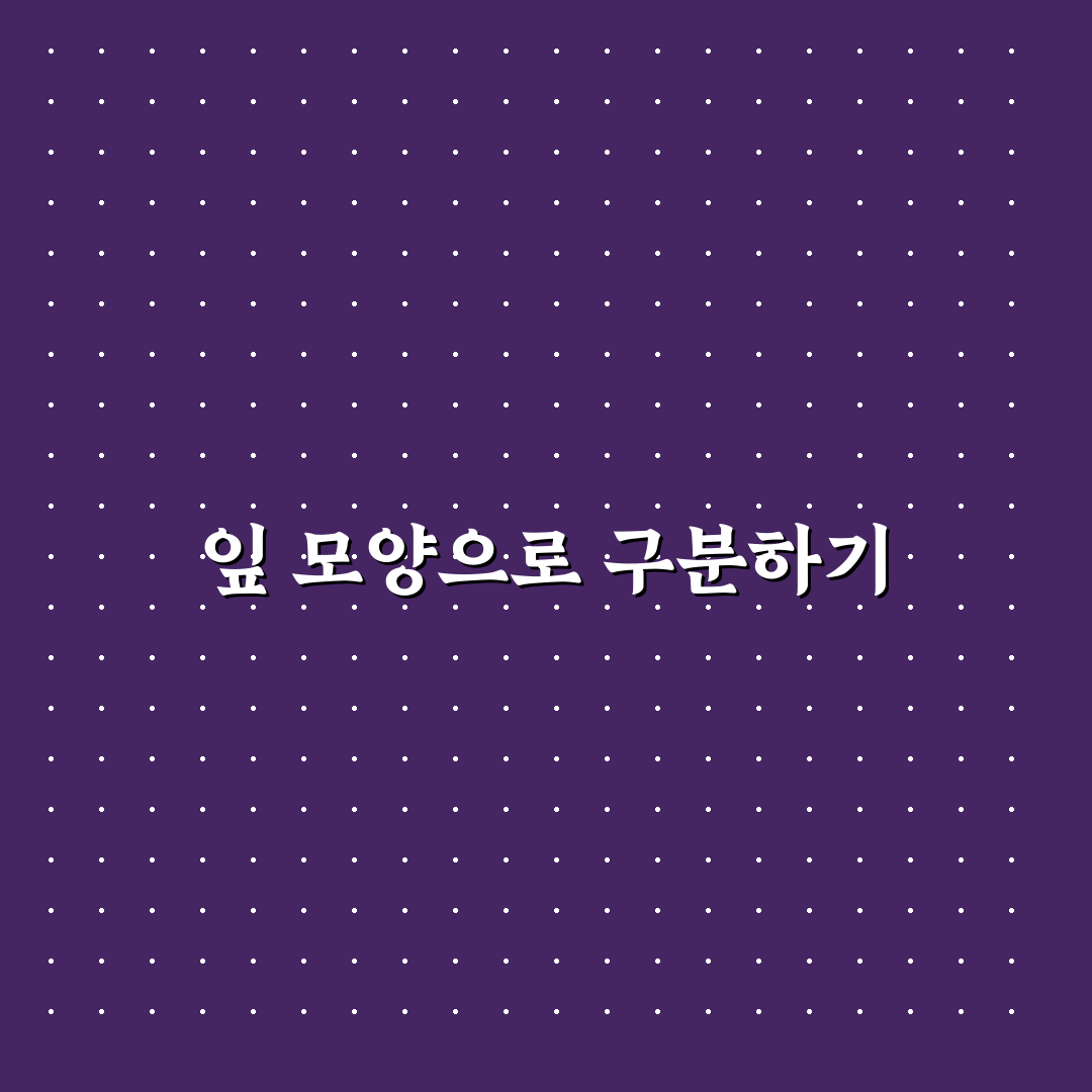 개망초와 데이지 차이 비교 5가지 기준 총정리
